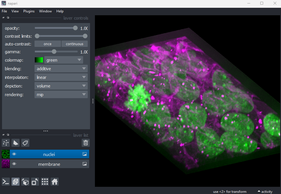 A screenshot of 3D cells in Napari