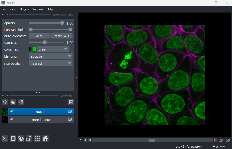 A screenshot of a flourescence microscopy image  of some cells in Napari