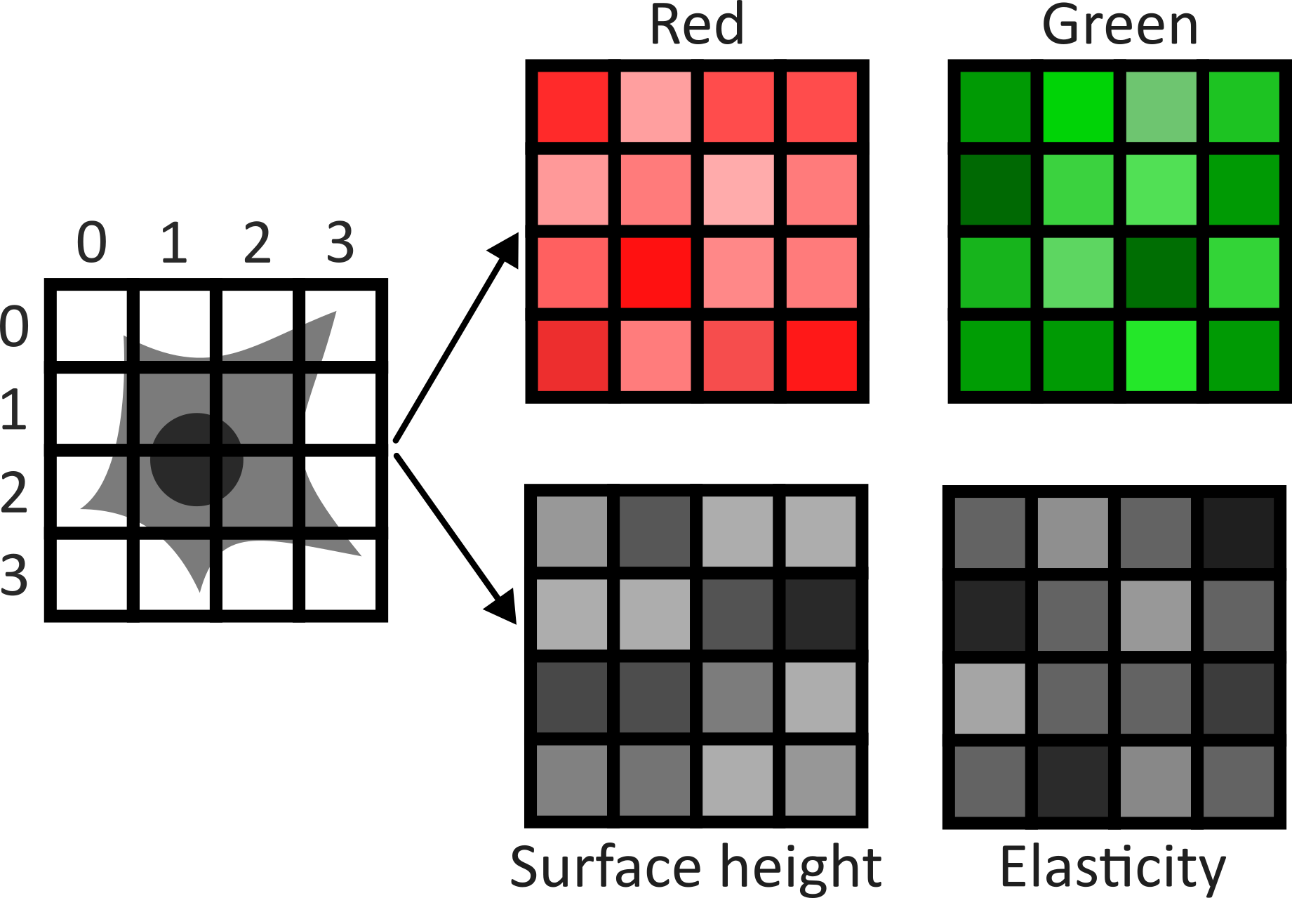 A diagram showing different kinds of channels  for a 4x4 image of a cell e.g. red / green / surface height / elasticity