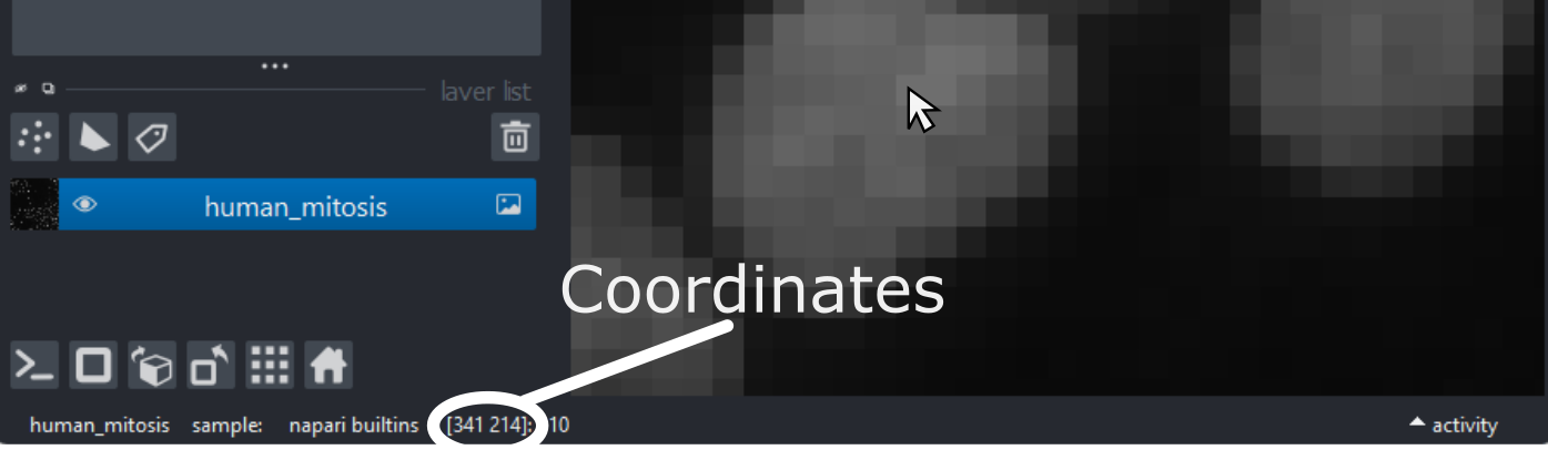 A screenshot of Napari - with the mouse cursor  hovering over a pixel and highlighting the corresponding coordinates