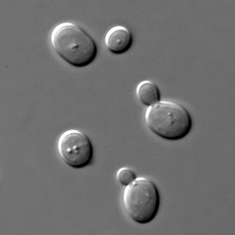 DIC image of some yeast cells - Saccharomyces cerevisiae