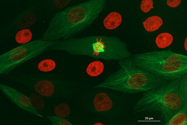 Fluorescence microscopy image of some LLC-PK1 cells