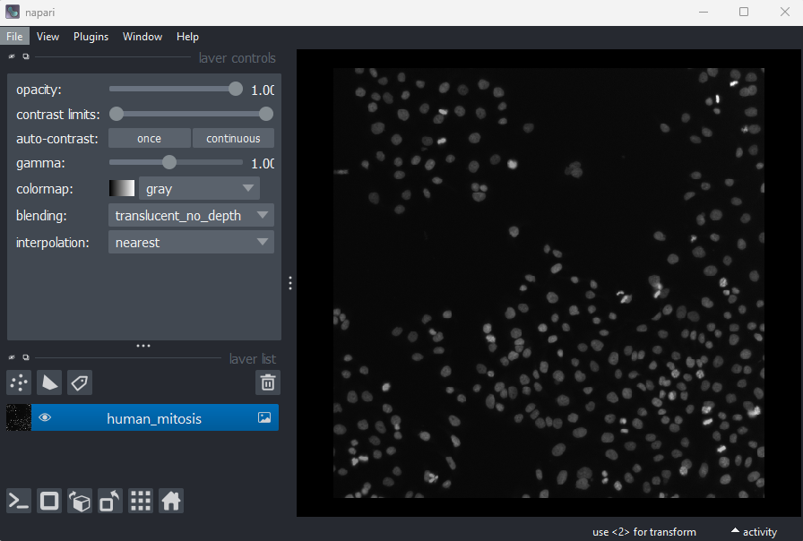 A screenshot of a 2D image of human cells  undergoing mitosis in Napari