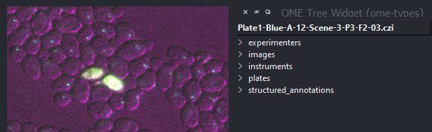 A screenshot of napari-aicsimageio's OME Tree  Widget