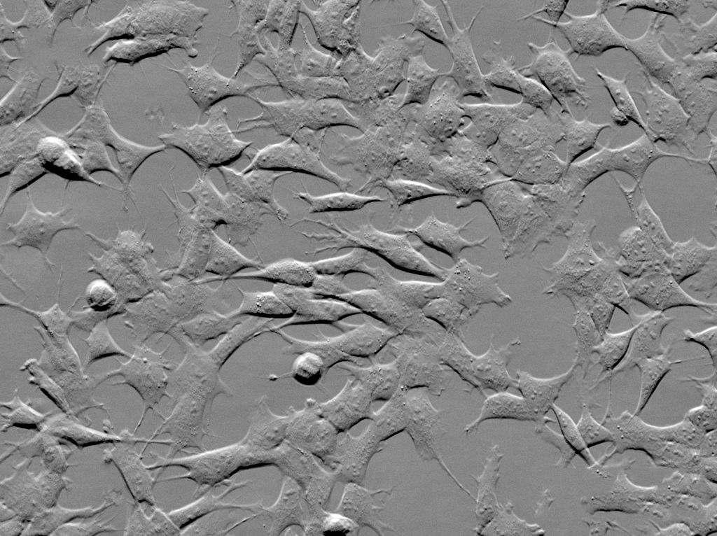 Phase gradient contrast image of SH-SY5Y cells