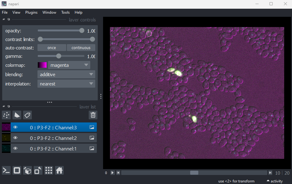 A screenshot of yeast sample data shown in  Napari