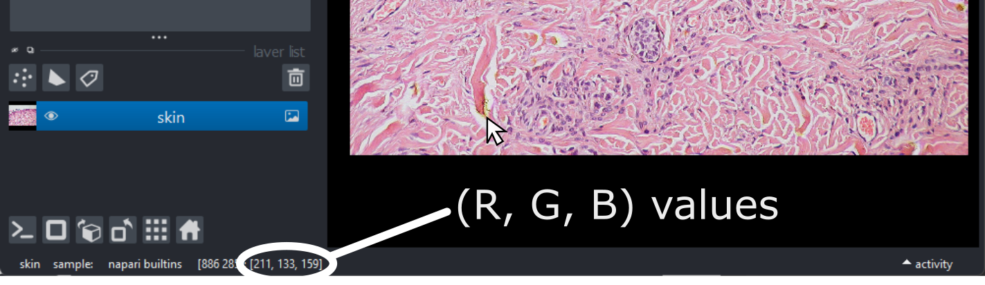 A screenshot of an H+E slide of skin layers in  Napari, highlighting the (R,G,B) values