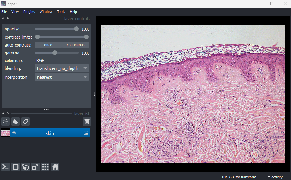 A screenshot of an H+E slide of skin layers  in Napari