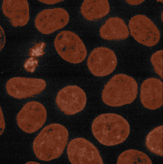 Mask of nuclei (brown) overlaid on nuclei  image - created with manual thresholding