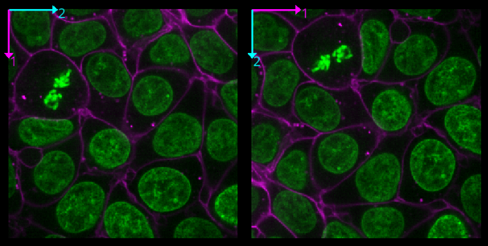 Two screenshots of the cells image in napari,  with dimensions swapped