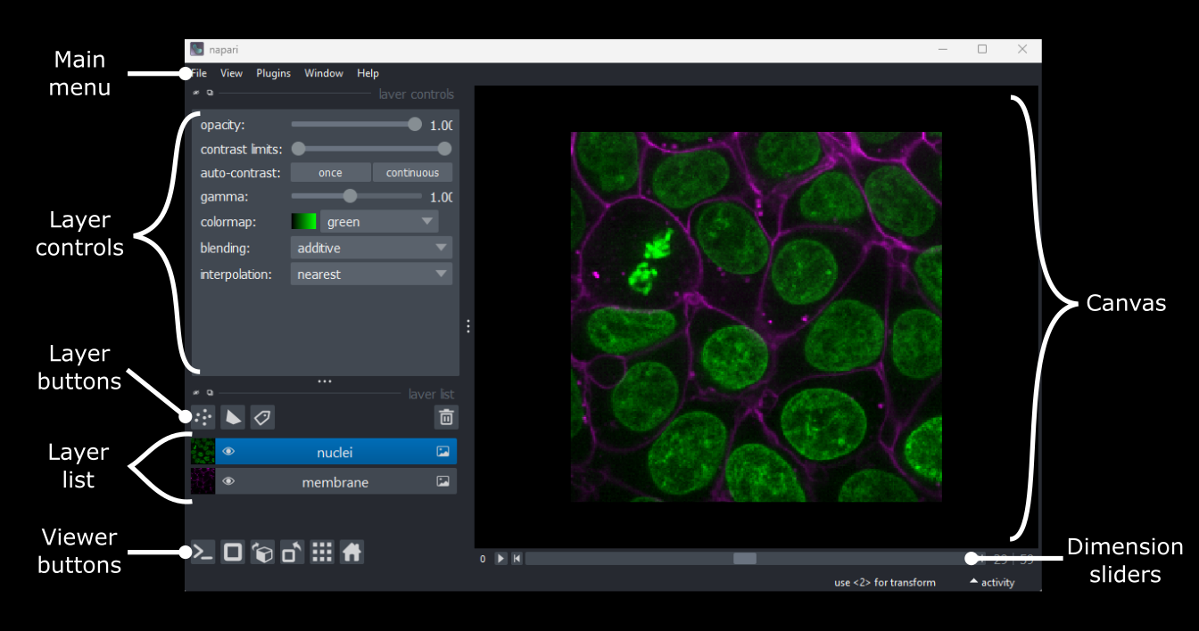 A screenshot of Napari with the main user  interface sections labelled