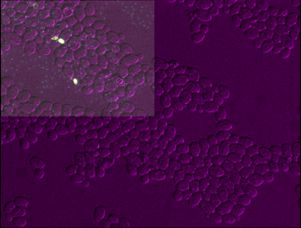 Yeast image shown in Napari with layer 3  twice as big in y and x