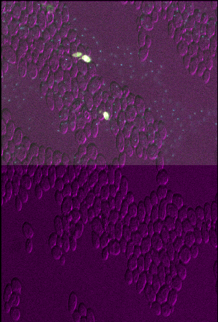 Yeast image shown in Napari with layer 3  twice as big in y