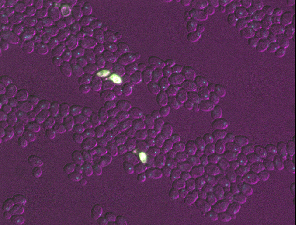 Yeast image shown in Napari with all layers  half size in y/x