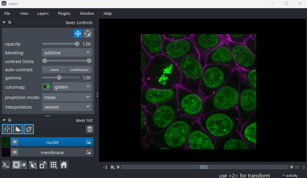 A screenshot of a fluorescence microscopy image  of some cells in Napari