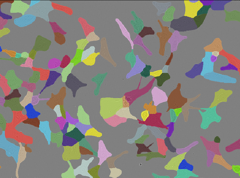 Automatic Segmentation results using μSAM