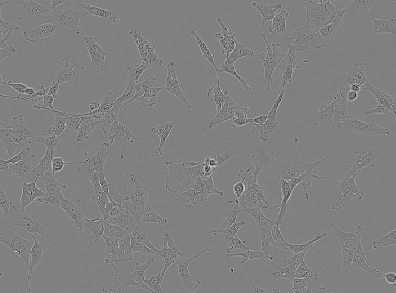 Screenshot of LIVECell sample image from micro-sam in Napari